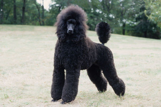 The 10 Most High-Maintenance Dog Breeds